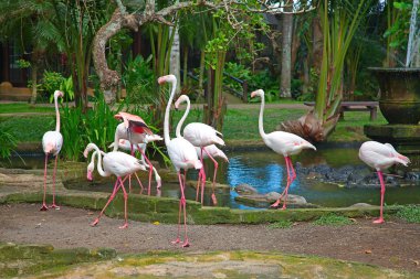 Pink Flamingos clipart