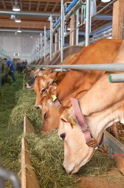 Swiss cow farm clipart