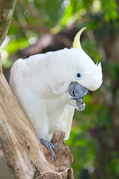 Cockatoo solforato — Foto Stock