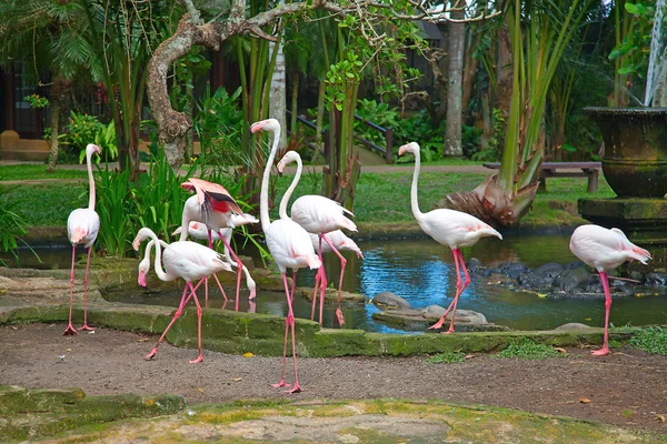 Rózsaszín flamingók — Stock Fotó