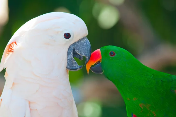 Cockatoo and lori parrot — Stock Photo, Image
