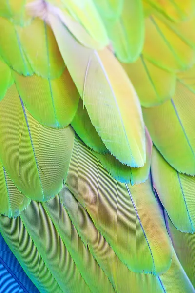 stock image Parrot feathers