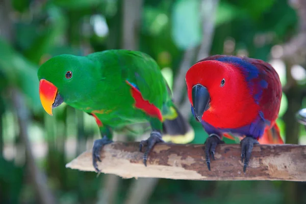 Par av lori papegojor — Stockfoto