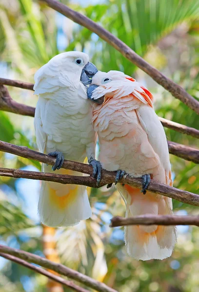 Пара попугаев какаду на дереве — стоковое фото