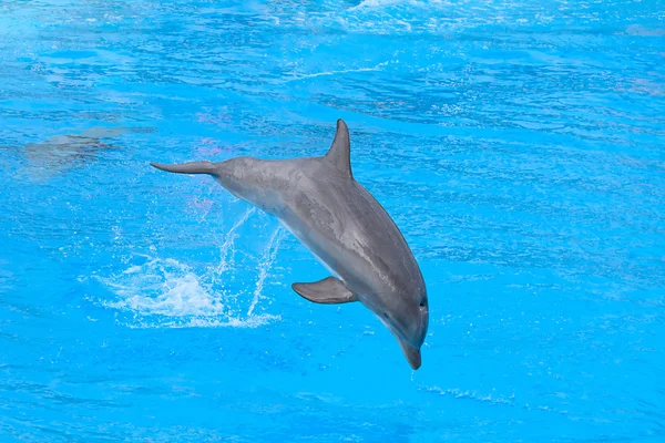 宽吻海豚 — 图库照片