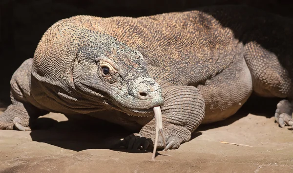 stock image Komodo dragon