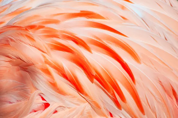火烈鸟的羽毛 — 图库照片