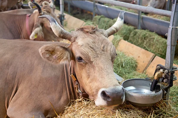 瑞士奶牛场 — 图库照片