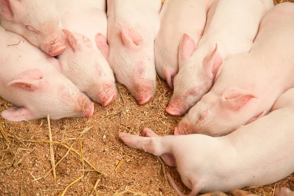 Young pigs — Stock Photo, Image