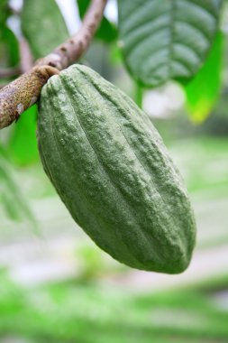 Green cacao pod clipart