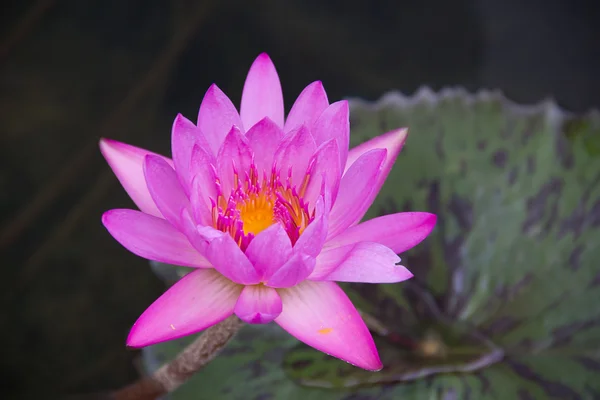 Fialový lotus — Stock fotografie