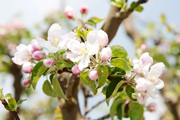 Stock image Apple Garden