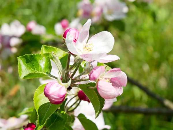 Stock image Apple garden