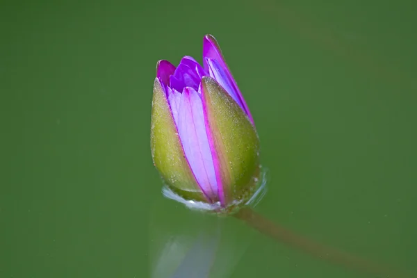 ピンク蓮の花芽 — ストック写真