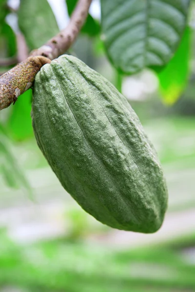 Cialda di cacao verde — Foto Stock