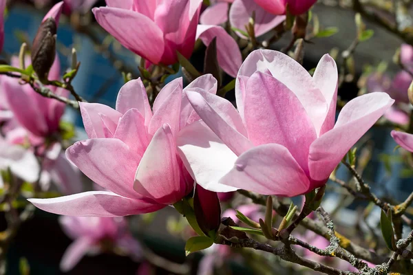 Magnolia — Foto Stock