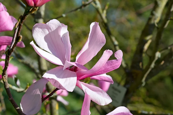 Magnolia —  Fotos de Stock