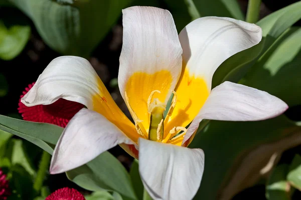 stock image Tulips