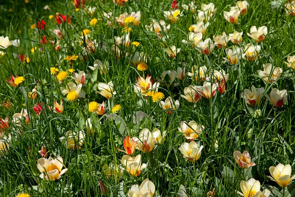 stock image Tulips