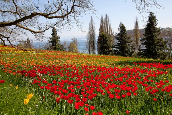 stock image Tulips