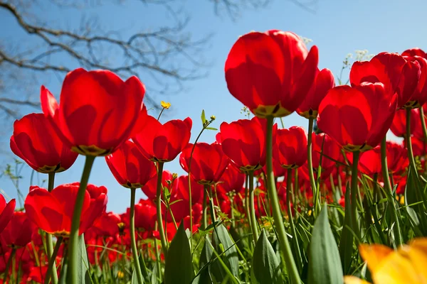 Tulipaner - Stock-foto