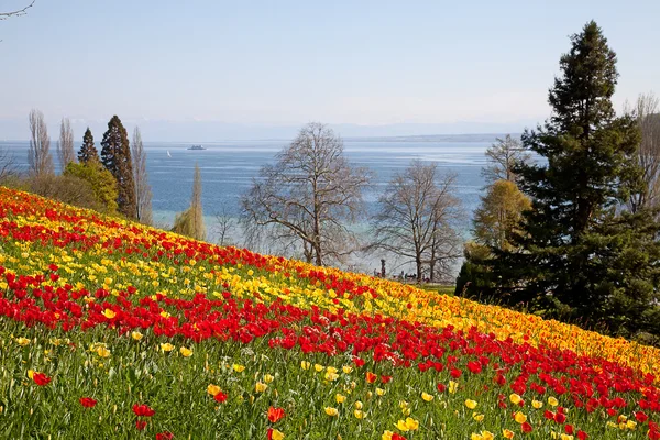 stock image Tulips