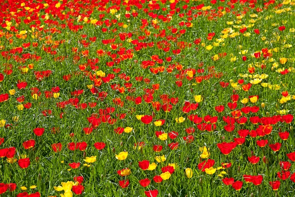 Tulpen — Stockfoto