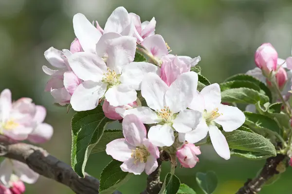 Stock image Apple Garden