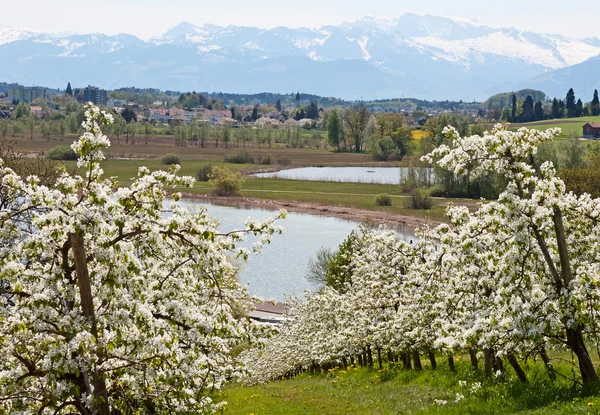 stock image Apple garden