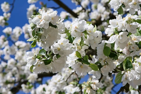 stock image Apple garden