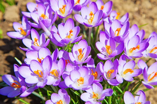 初春の花 — ストック写真