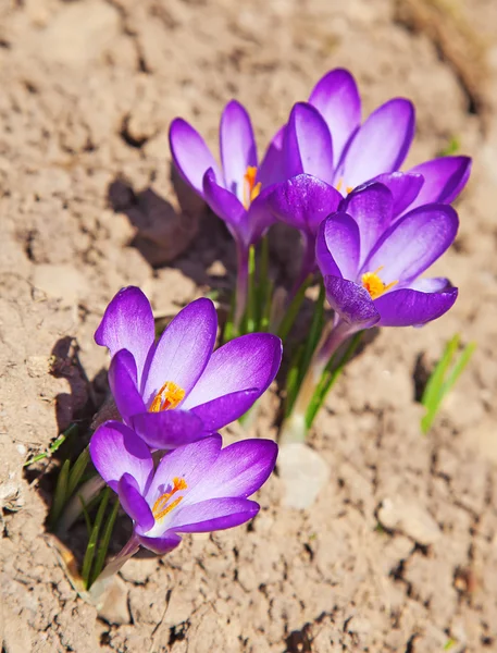 初春の花 — ストック写真