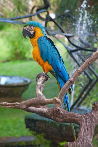 En blå och gula macaw — Stockfoto
