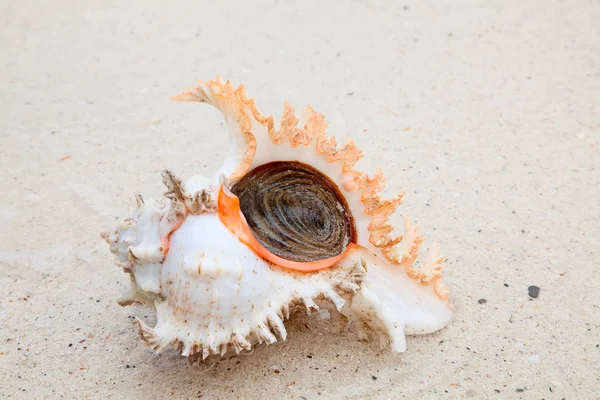 Sea shell — Stock Photo, Image