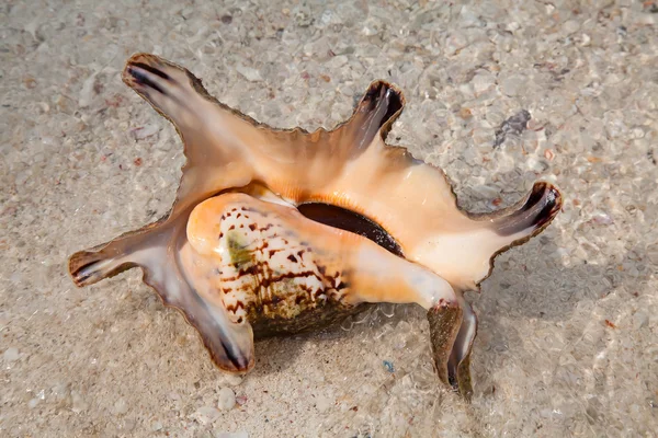 Cáscara marina —  Fotos de Stock