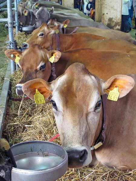 Swiss cow rolnicze — Zdjęcie stockowe