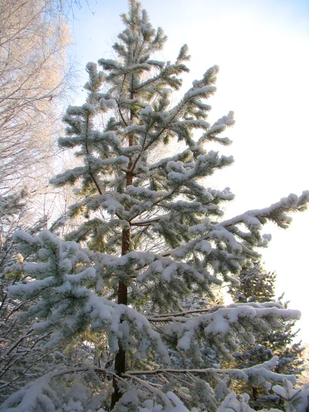 stock image Winter forest