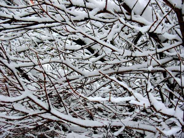 Floresta de Inverno — Fotografia de Stock