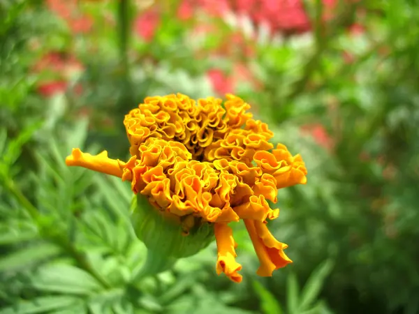 黄色い花の凝視 — ストック写真