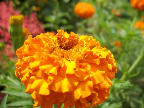 stock image Yellow blossoming of flower