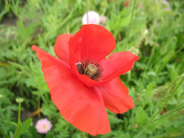 stock image Red flowers