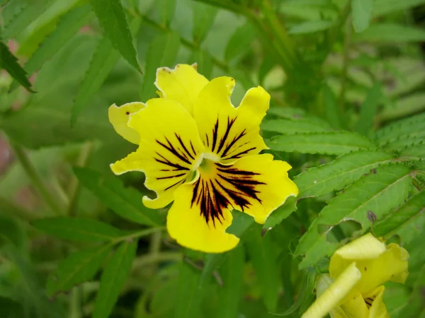 黄色の花の開花 — ストック写真