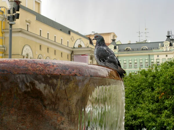 Edifici, fontana e piccione — Foto Stock