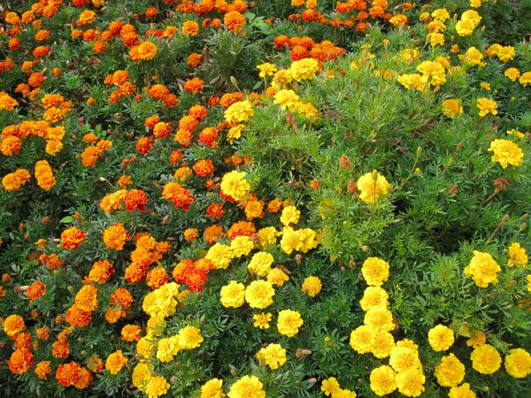 stock image Calendula