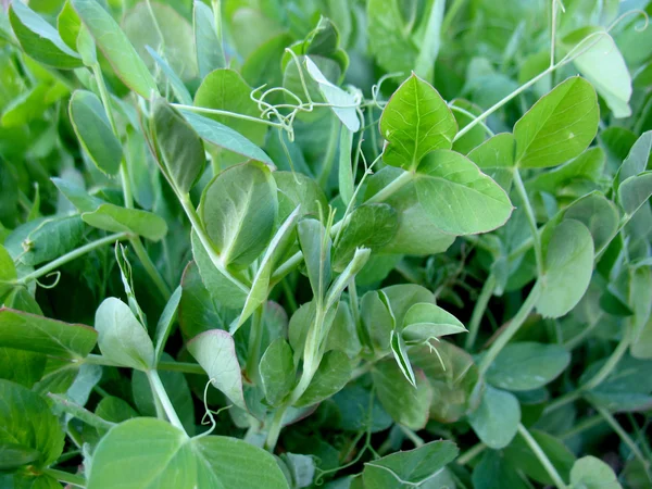 Trawa zielony groszek — Zdjęcie stockowe