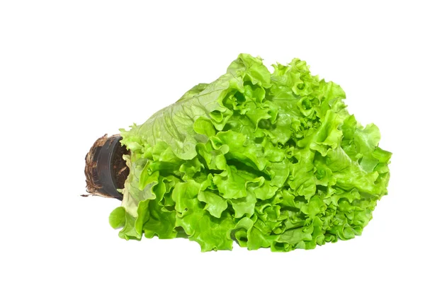 Salada verde . — Fotografia de Stock