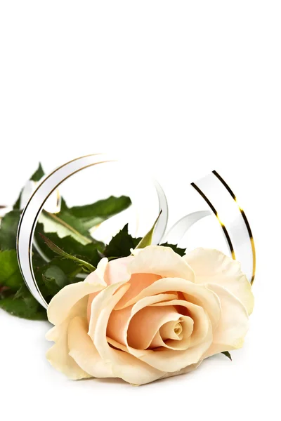 Яркая роза на белом фоне . — стоковое фото