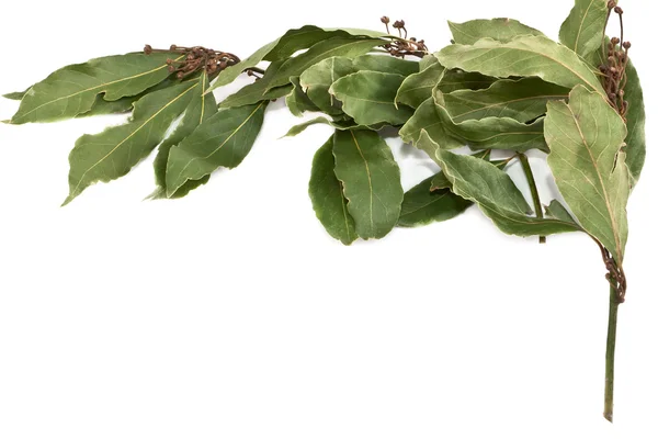 stock image Sprig of laurel tree.