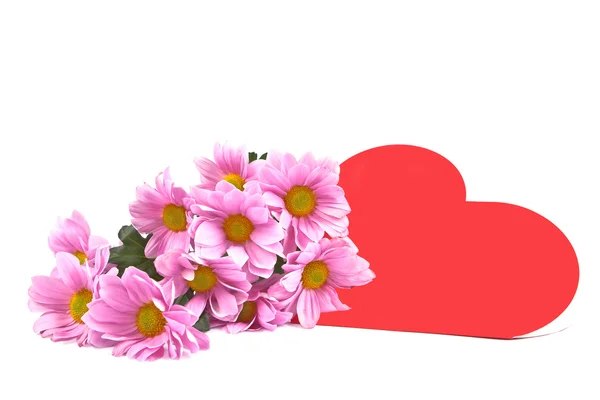 Chrysanthemum and the heart. — Stock Photo, Image