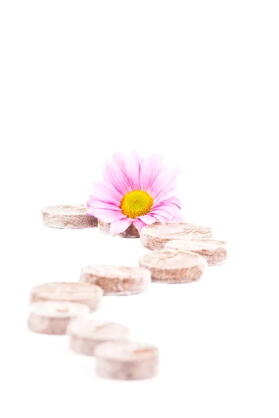 stock image Peat tablets and a flower.